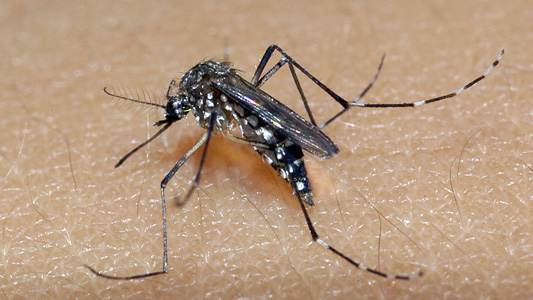 Expansão do sorotipo 3 da dengue no Brasil exige atenção, diz virologista | Meio e Saúde Brasil