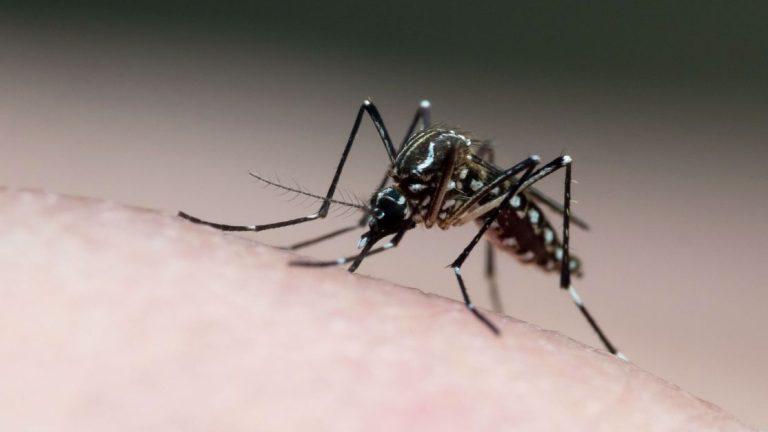Ressurgimento do sorotipo 3 da dengue pode agravar surtos no Brasil | Meio e Saúde Brasil