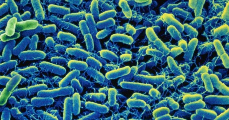 OMS divulga lista de micróbios mais perigosos para a saúde humana; veja